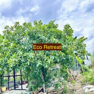 Cần bán gấp nhà vườn 135.8m2 thổ cư cách khu du lịch Happy Land chỉ 3k. Đường xe tải gần Eco Retreat